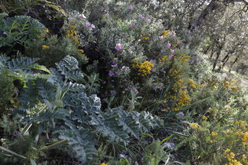 PARQUE NATURAL SIERRA DE LAS NIEVES. ANDALUCIA. ESPA&Ntilde;A.
