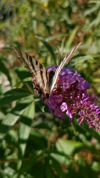 Podalirio butterfly (Iphiclides podalirius) on a purple pink flower of the Buddleja davidii shrub
