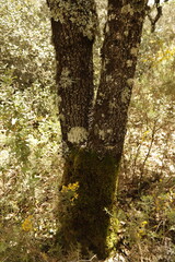 PARUQE NATURAL SIERRA DE LAS NIEVES. ANDALUCIA. ESPAÑA.