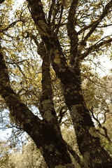 PARUQE NATURAL SIERRA DE LAS NIEVES. ANDALUCIA. ESPAÑA.