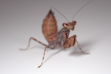 ヒメカマキリ