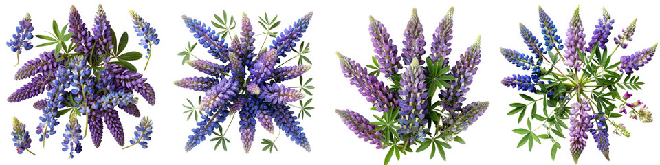 Wild Lupine Flowers Top View Hyperrealistic Highly Detailed Isolated On Transparent Background Png File