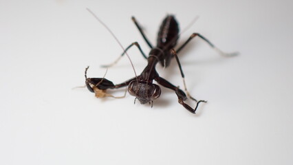 ヒメカマキリ