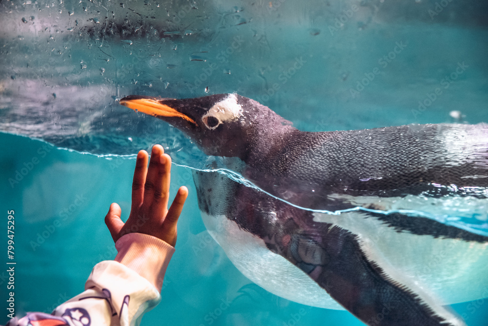 Wall mural Captive cute Gentoo penguin looking at child while swimming in water tank in an aquarium or zoo. Child's hand can be seen against the water tank glass, trying to touch and welcome the friendly penguin