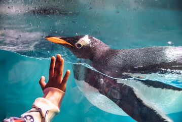 Captive cute Gentoo penguin looking at child while swimming in water tank in an aquarium or zoo....