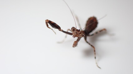 ヒメカマキリ