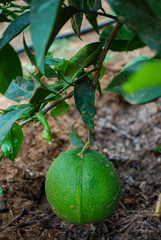 Limón en el árbol