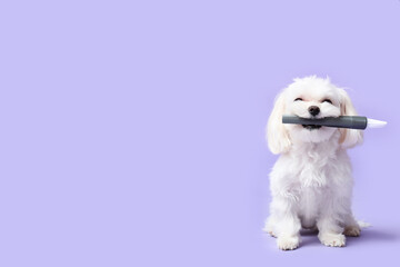 Cute dog with brush for cleaning on lilac background