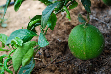 Limón en el árbol