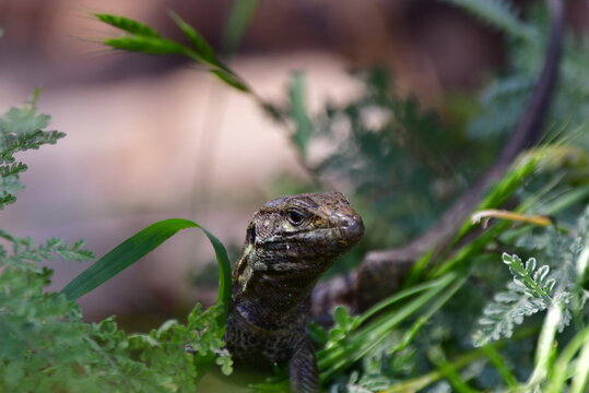 LAGARTO