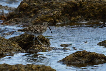 ZARAPITO EN LA COSTA DEL SUR DE LA ISLA DE TENERIFE