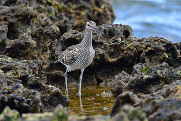 ZARAPITO EN LA COSTA DEL SUR DE LA ISLA DE TENERIFE