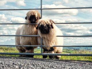 Two cute black face wool sheep behind metal gate in a field, blue cloudy sky. Stylish animals in an...