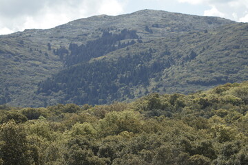 PARQUE NATURAL SIERRA DE LAS NIEVES. ANDALUCIA. ESPAÑA. 