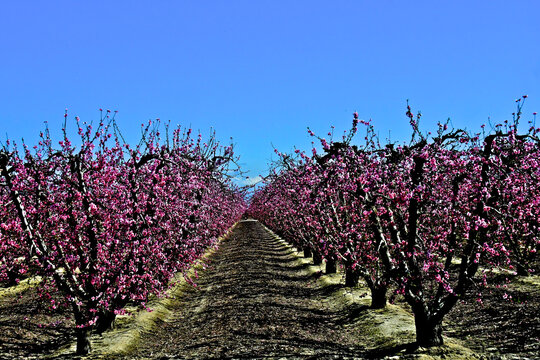View down row of expertly pruned peach trees in orchard along the Blossom Trail, Fresno County, California 