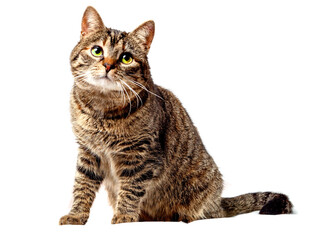Cute light brown color fur tabby cat on white background. Cute pet studio shot. Model with slim...