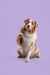 Cute fluffy Australian Shepherd dog sitting on purple background