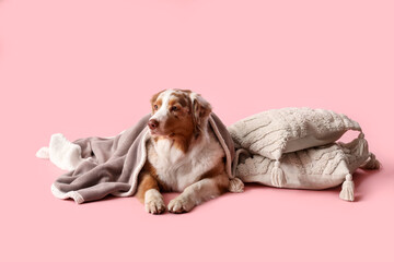 Obraz premium Cute fluffy Australian Shepherd dog with blanket and cushions on pink background