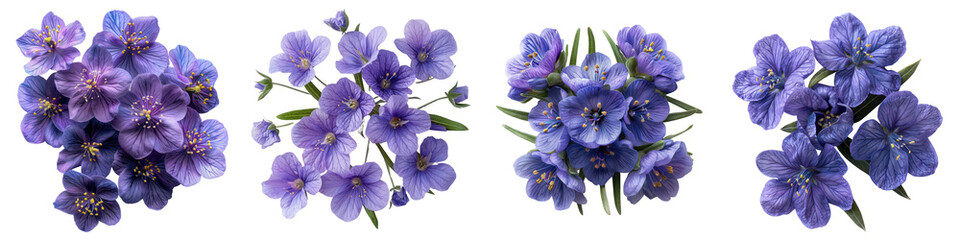 Spiderwort Flowers Top View Hyperrealistic Highly Detailed Isolated On Transparent Background Png File
