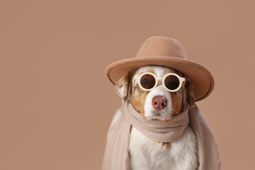 Cute fluffy Australian Shepherd dog with hat, sunglasses and scarf on brown background