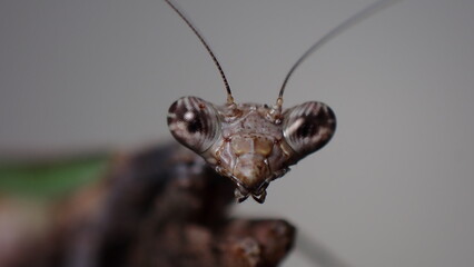 ヒメカマキリ