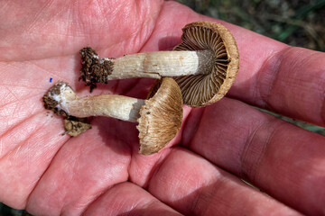Wild mushrooms in the forest, Andalusia, Sierra Tejeda Natural Park, Spain