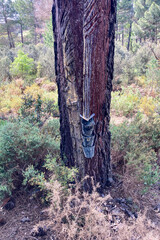 Resinous pine sap appears when coniferous wood is damaged, Sierra Tejeda Natural Park, el Robledal,...