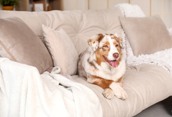 Cute fluffy Australian Shepherd dog sitting on comfortable sofa in living room