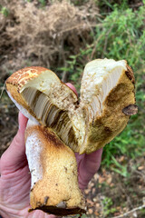 Wild mushrooms in the forest, Andalusia, Sierra Tejeda Natural Park, Spain