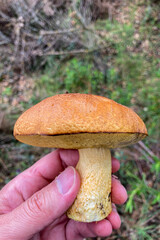 Wild mushrooms in the forest, Andalusia, Sierra Tejeda Natural Park, Spain