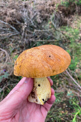 Wild mushrooms in the forest, Andalusia, Sierra Tejeda Natural Park, Spain