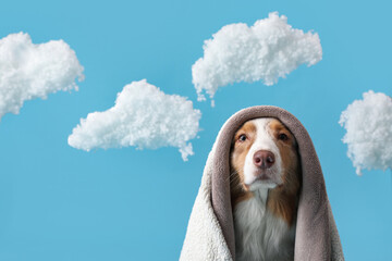 Cute fluffy Australian Shepherd dog with blanket and clouds on blue background