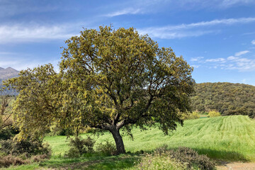 Fototapeta premium Wonderfull landscapes on hiking trail to Maroma peak from el Robledal, Sierra Tejeda, Spain 