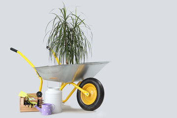 Gardening tools and plant in wheelbarrow on white background