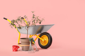 Plant, gardening tools and wheelbarrow on pink background