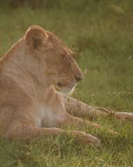 Serene lioness in Masai Mara's morning light