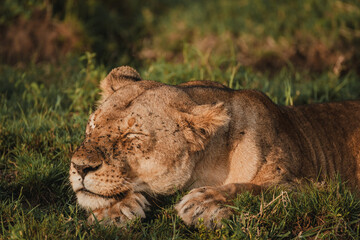 Serene lioness in Masai Mara's morning light