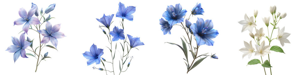 Shooting Star Flowers Hyperrealistic Highly Detailed Isolated On Transparent Background Png File