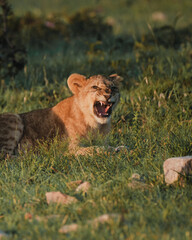 Lion cub lying in the grass at dawn, Masai Mara