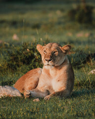 Lioness at sunrise in Masai Mara