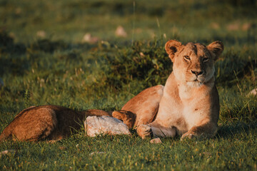Vigilant lioness with cub in the Masai Mara grass