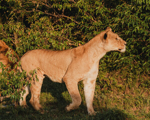 Alert lioness scanning the savannah in Masai Mara