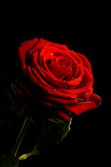 Red rose with drops of water on black background close up