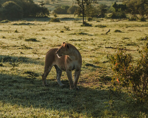Lioness surveying the savanna at golden hour, Masai Mara