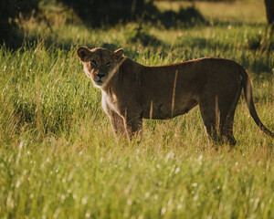Lioness surveying the savanna at golden hour, Masai Mara