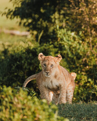 Curious lion cub in Ol Pejeta, Kenya, at golden hour.