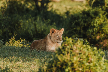 Curious lion cub in Ol Pejeta, Kenya, at golden hour.