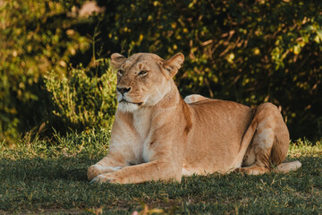 Obraz premium Lions lounging in grass, Ol Pejeta Conservancy, Kenya