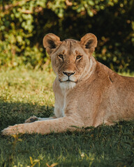 Lions lounging in grass, Ol Pejeta Conservancy, Kenya