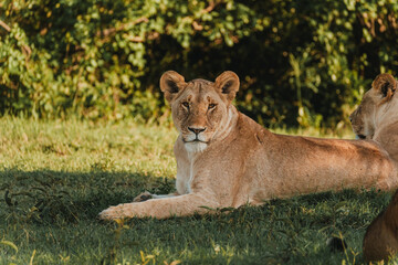 Lions lounging in grass, Ol Pejeta Conservancy, Kenya